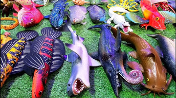 Cá cảnh đầy màu sắc, cá vàng, cá lóc, cá cánh buồm, cá ba đuôi, cá trê, cá mô hình