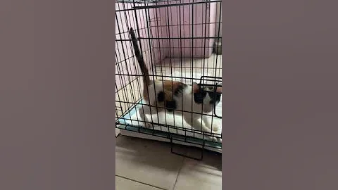 Video 7023831: little calico, kitten adoption, kittens domestic, haired kitten