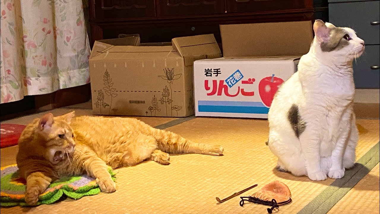 ねこ日記8話「ねこと茶道」 - YouTube