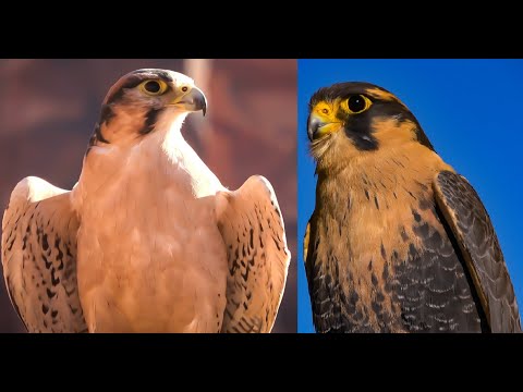 Falconry: Aplomado falcon vs Lanner falcon