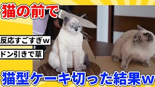 【2ch動物スレ】ネッコの目の前で猫型ケーキ食べた結果