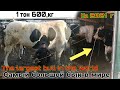 БУКАИ КАЛОНТАРИН ДАР ЧАХОН ДАР С 2021 " САМЫЙ БОЛЬШОЙ БЫК В МИРЕ " THE BIGGEST BULL IN THE WORLD