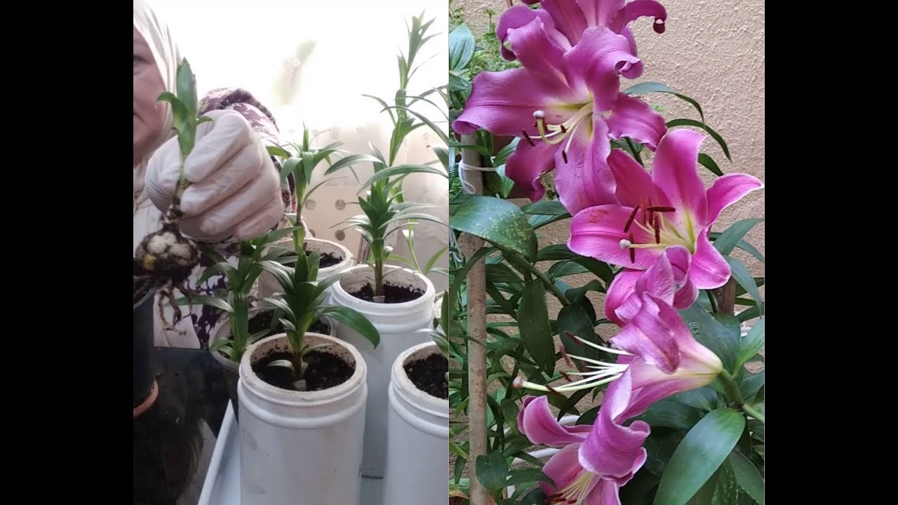 LİLYUM (LİLİUM) ZAMBAK SOĞANI NASIL EKİLİR / BAKIMI NASIL YAPILIR VE  TOPRAĞI NASIL OLMALI ?