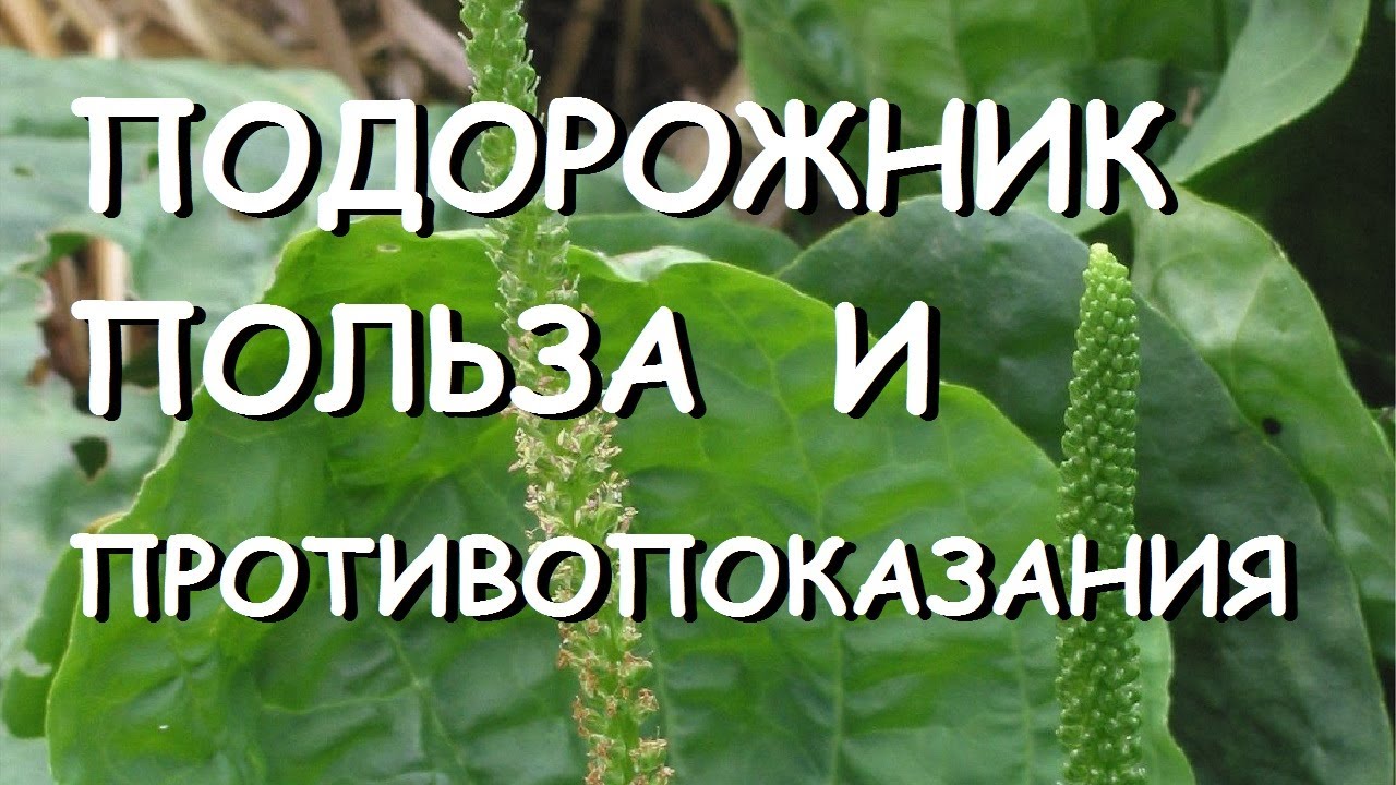 Что такое подорожник