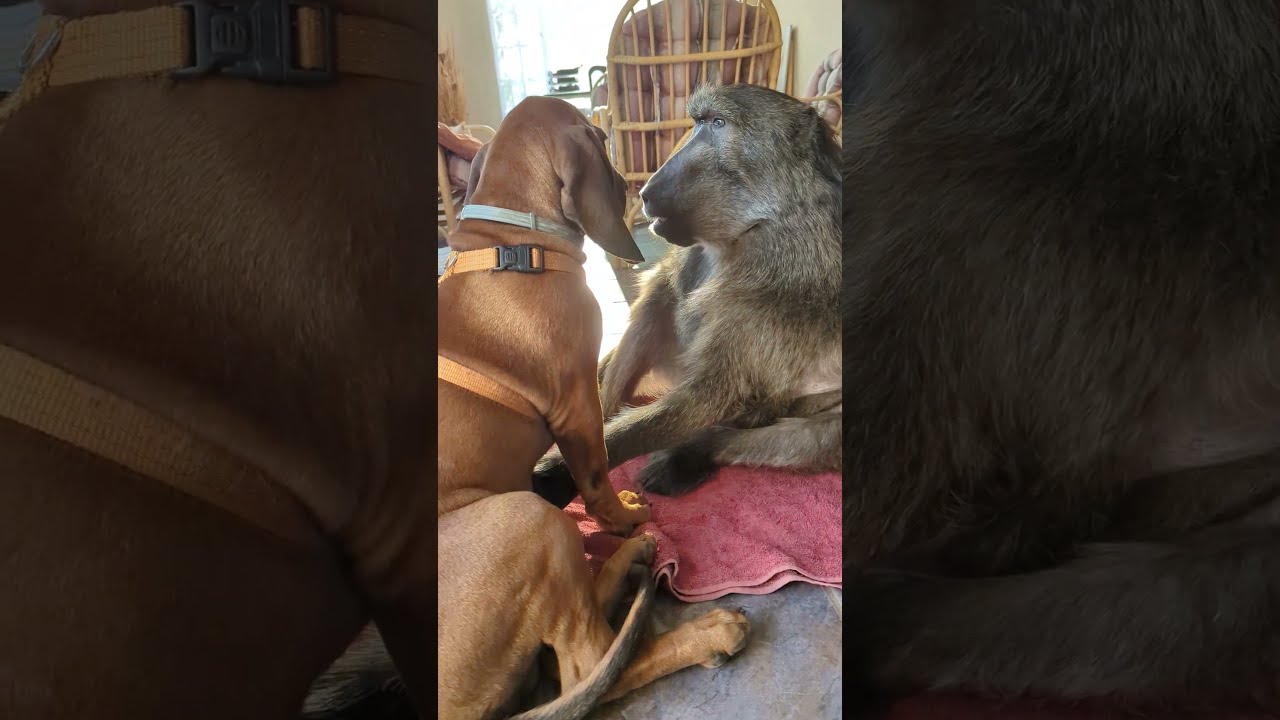 A Baboon that is happy to see her Puppy friend!🥰 #monkey #puppy #cuteanimals #farmlife #animallover