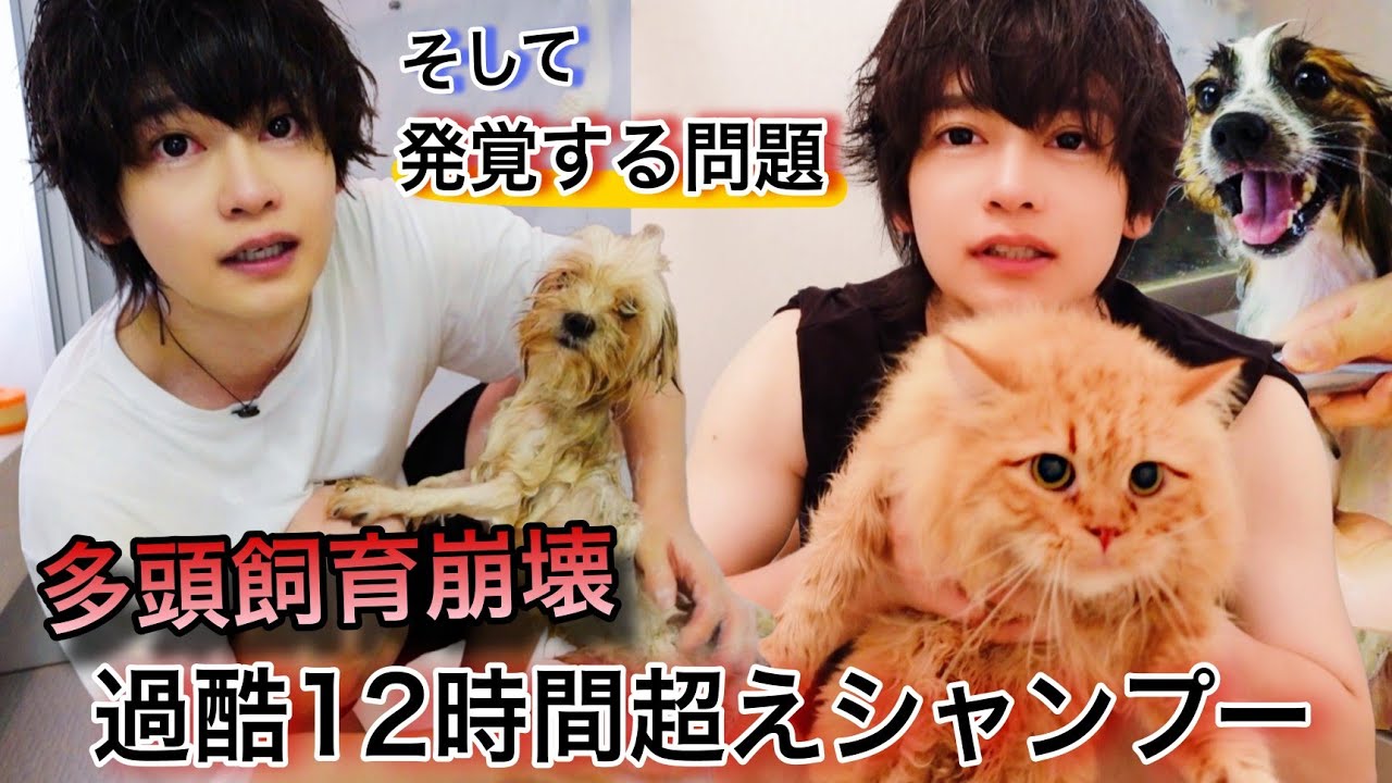 超過酷！12時間超えシャンプー！多頭飼育崩壊現場からレスキューした犬猫たち