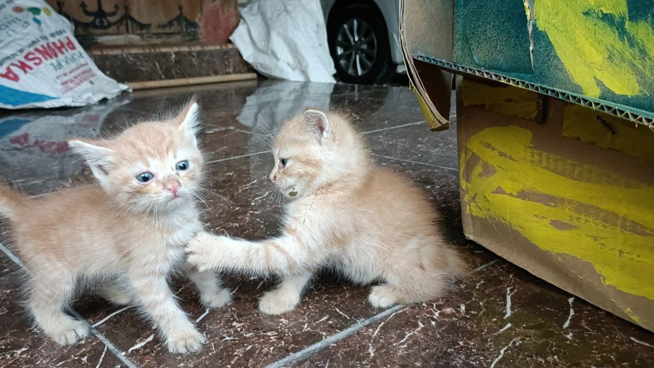 How I Saved Three Motherless Kittens