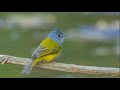 Tiếng chim Đớp ruồi xanh đầu xám, Gray headed Canary Flycatcher, นกจับแมลงหัวเทา