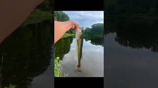 Just a tad bit skinny😭#bassfishing#fishing#funny#viral#shorts