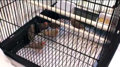 Bird Brains (Nova - Science Now)