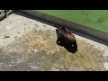 Ереванский зоопарк, вольер гималайского медведя