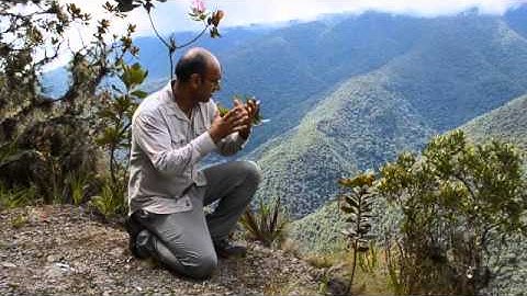 Oxford Impacts - Rainforest biodiversity