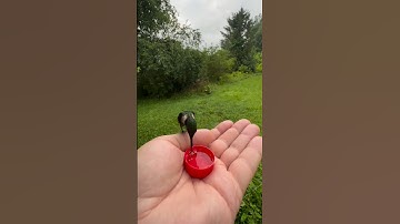 Feeding a Hummingbird by Hand #shorts #hummingbird #birdfeeding #wildlife