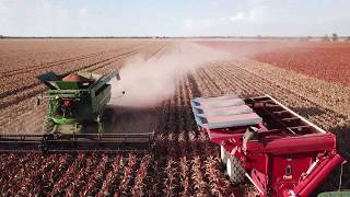 Aussie sorghum harvest