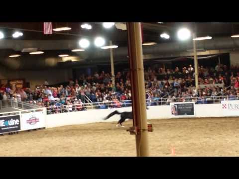 Scottsdale Liberty finals