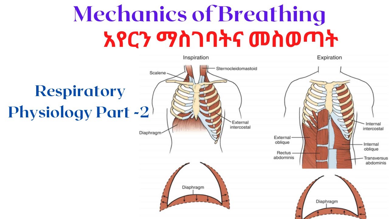 Mechanism of Breathing | አየርን ማስገባትና መስወጣት | ፊዚዩሎጂን በጥልቀት | Respiratory Physiology | Part- two |