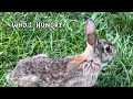 Who’s Hungry? The Adorable Baby Bunny