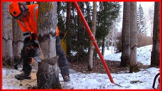 Cutting Down a Lot Of Difficult Aspen Trees With a Chainsaw by Finnish Lumberjack 12,085 views 3 months ago 9 minutes