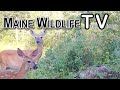 Maine Wildlife Trail Video week ending 7.31.2021