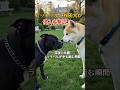 ピットブル×秋田犬　ライバルから同志へ