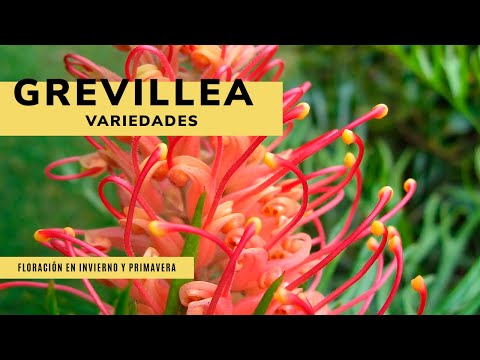 Vídeo: Informació sobre la plantació de Grevillea - Cultiu de Grevillea al jardí