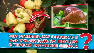 Чем удобрять, как поливать и как ухаживать за перцем в первой половине сезона?