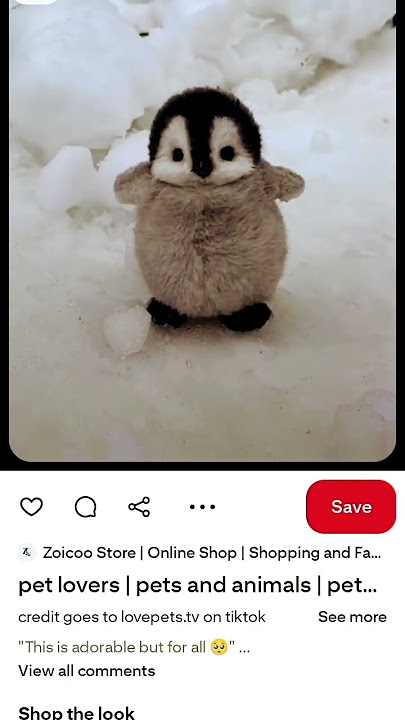 cute panguin #music #remix #dj #love #hit #upcomingmusician #penguins