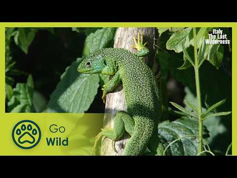 Mediterranean Steppes | Italy: The Last Wilderness 6/6 | Go Wild