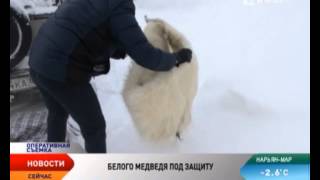 В НАО выявлен факт сбыта шкуры белого медведя В НАО выявлен факт сбыта шкуры белого медведя