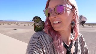 Can You Free Fly Small Birds Outside?! | Meet Black Capped Conures Kiwi + Tiki