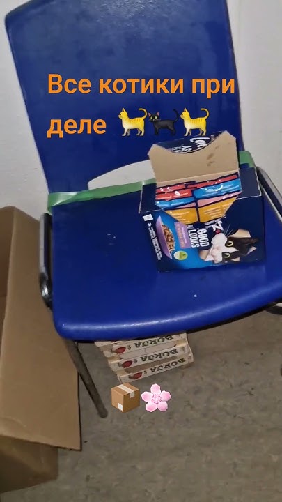 Все котики при деле.🌸📦🐈🐈‍⬛🐈 - YouTube