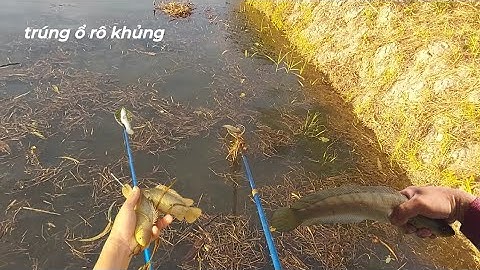 Nước Lên Ruộng Nóng Lạnh Cá Rô Cá Lóc Ếch Lên Theo Con Nước | kích cá miền tây