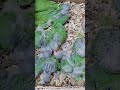 #ringneckparrot #chicks #shorts #birds #pets