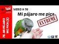 Mi pájaro me pica (Extremo) - Soluciones AD