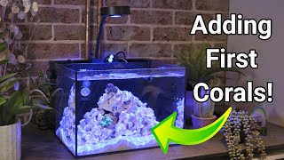 Cycling & Adding First Corals to the Reef Casa Studio 12 | Nano Reef Tank Setup Part 3 by Reef Dork 14,456 views 4 months ago 6 minutes, 28 seconds