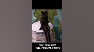 Funny cats 2022 #3 🤣😹 | Try not to laugh! #shorts