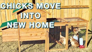 MOVING CHICKS FROM BROODER TO COOP GOLDEN COMET CHICKEN