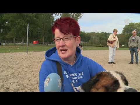 Video: Enkele Kenmerken Van St. Bernard-honden