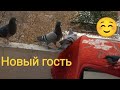 20.11.23. Новый гость