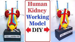 human kidney working model - 3d - science project for exhibition - diy | craftpiller