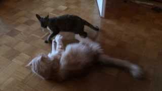 Slo-Mo Cat Fight [iPhone 5s] by Epic the Cat 479 views 10 years ago 1 minute, 25 seconds