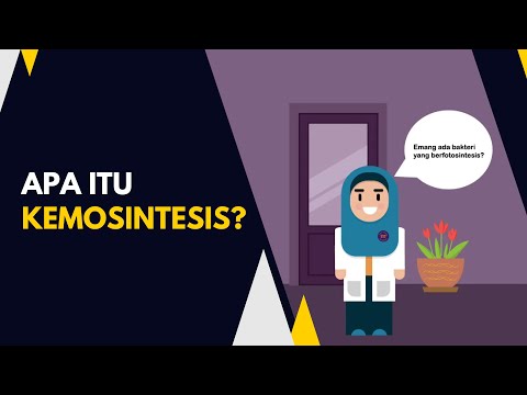 Video: Apakah yang dihasilkan oleh kemosintesis?
