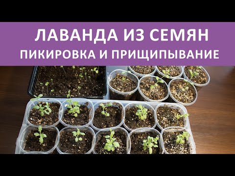 Лаванда из семян Пикировка Прищипывание