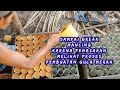 Begini proses pembuatan Gula merah