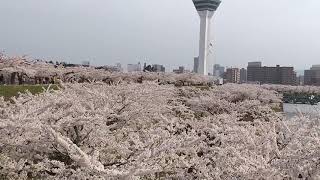 1070501五稜郭櫻花見顷