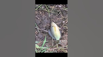 Câu cá rô đồng ngoài ruộng lúa #cauca #caucagiaitri #câucá #mecauca #giaitri #sanbat #giảitrí