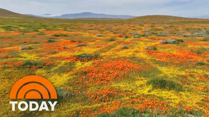 California hills burst with color in rare wildflower ‘superbloom’ - DayDayNews