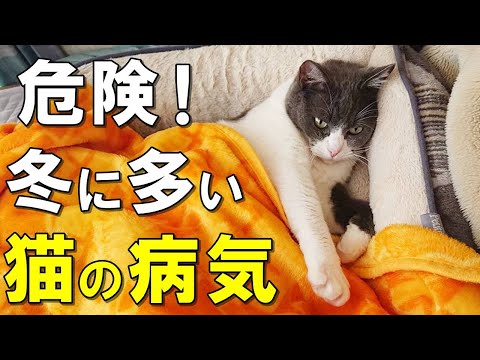 【危険】猫が冬になりやすい病気3選。この寒いサインを見逃すと病気になります【保護猫】 hqdefault