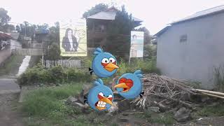 Néstlé Dancow x Angry Birds - 10 Tanda Umum Anak Bergizi Baik