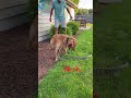 A Hero's Sacrifice: Dog Fights Off Deadly Snake to Protect His Human